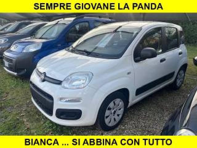 Fiat Panda 1.2 White Edition 